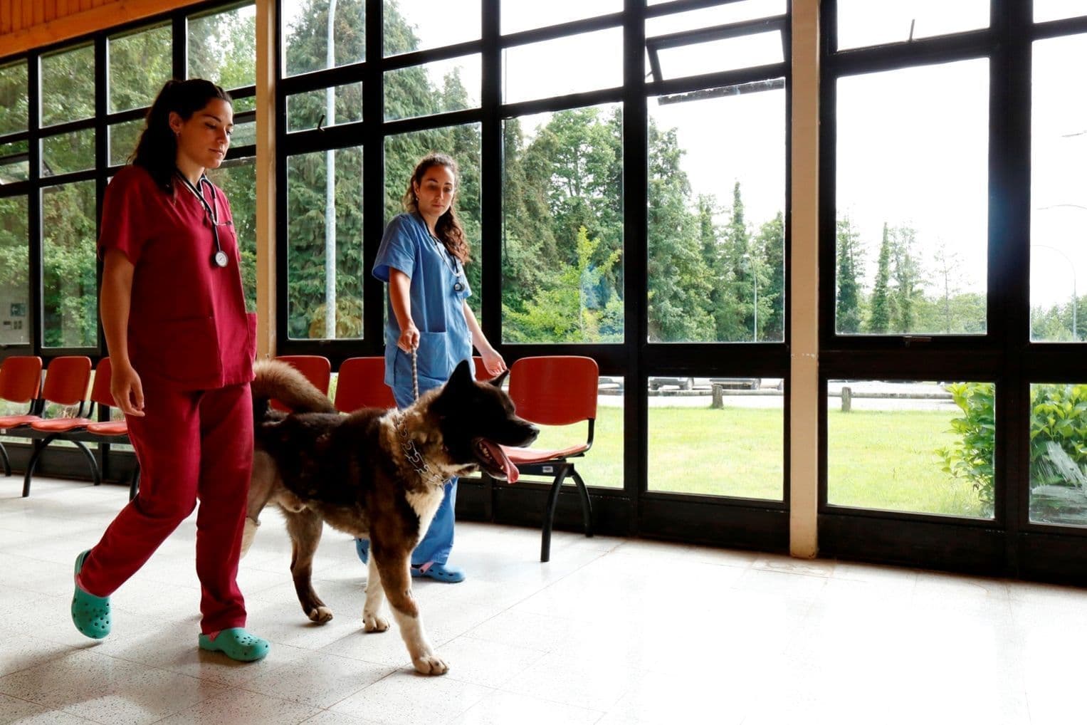 Hospital Veterinario UACh 3